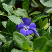 VINCA MINOR - BOWLES VARIETY