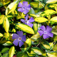 VINCA MINOR - ILLUMINATION