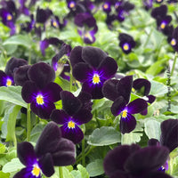 VIOLA CORNUTA - BOWLES BLACK