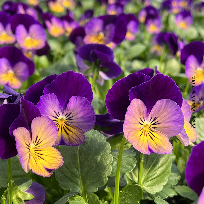 VIOLA CELESTIAL - NORTHERN LIGHTS