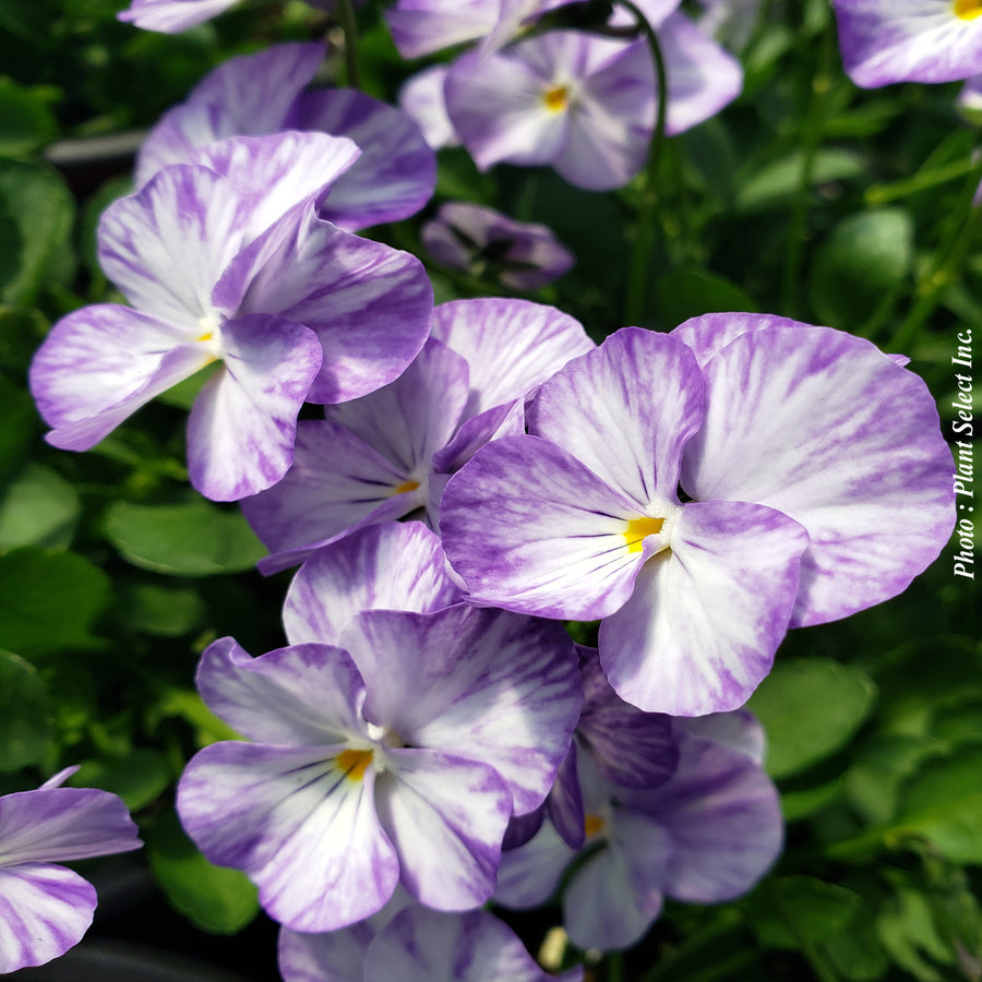 VIOLA - COLUMBINE