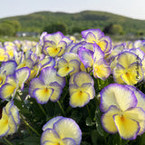 VIOLA - ETAIN