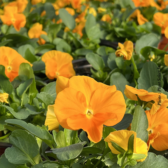 VIOLA - HALO GOLDEN YELLOW