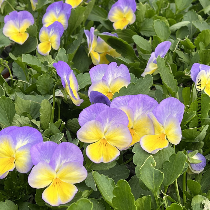 VIOLA - HALO LEMON FROST