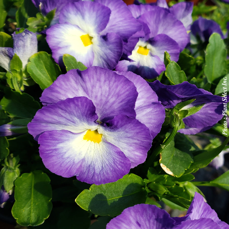 VIOLA - HALO LILAC