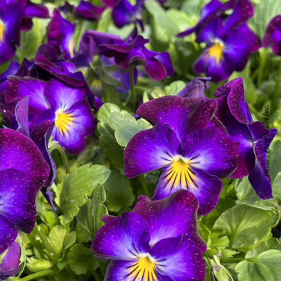 VIOLA CORNUTA - HALO VIOLET