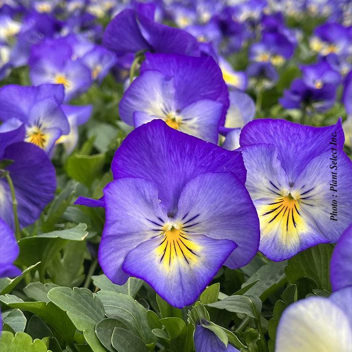 VIOLA - HALO SKY BLUE