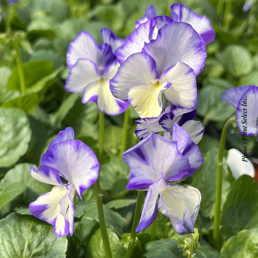 VIOLA - REBECCA