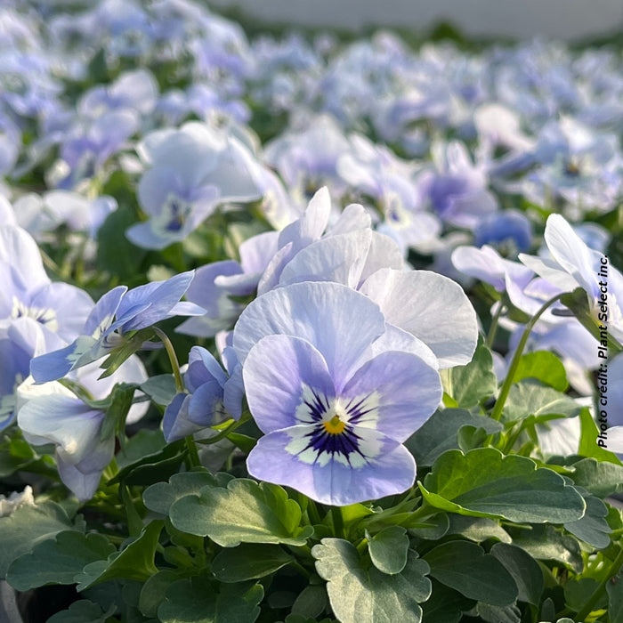 VIOLA - SHANGRI-LA MARINA