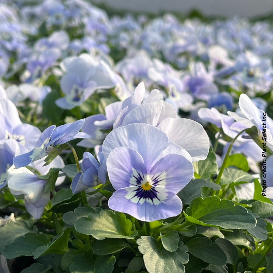 VIOLA - SHANGRI-LA MARINA