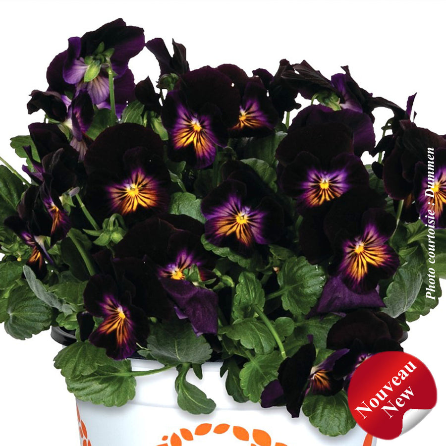 VIOLA SPRING MORNING - GLOW