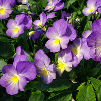 VIOLA CORNUTA CELESTIAL - STARRY NIGHT