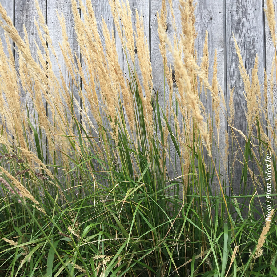 CALAMAGROSTIS - KARL FOERSTER