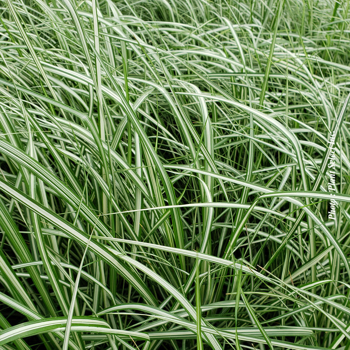 CALAMAGROSTIS -  LIGHTNING STRIKE