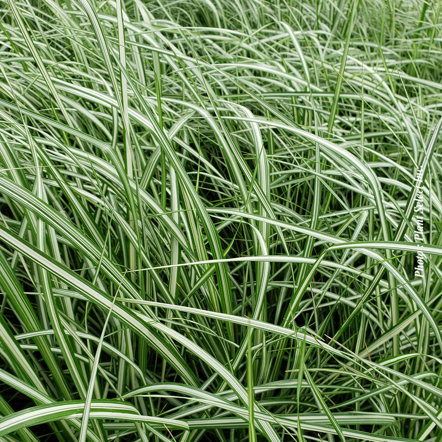 CALAMAGROSTIS - LIGHTNING STRIKE