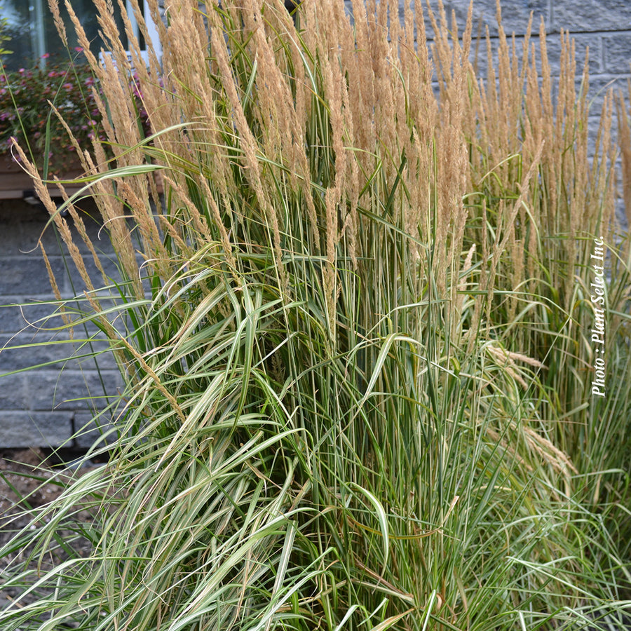 CALAMAGROSTIS -  OVERDAM