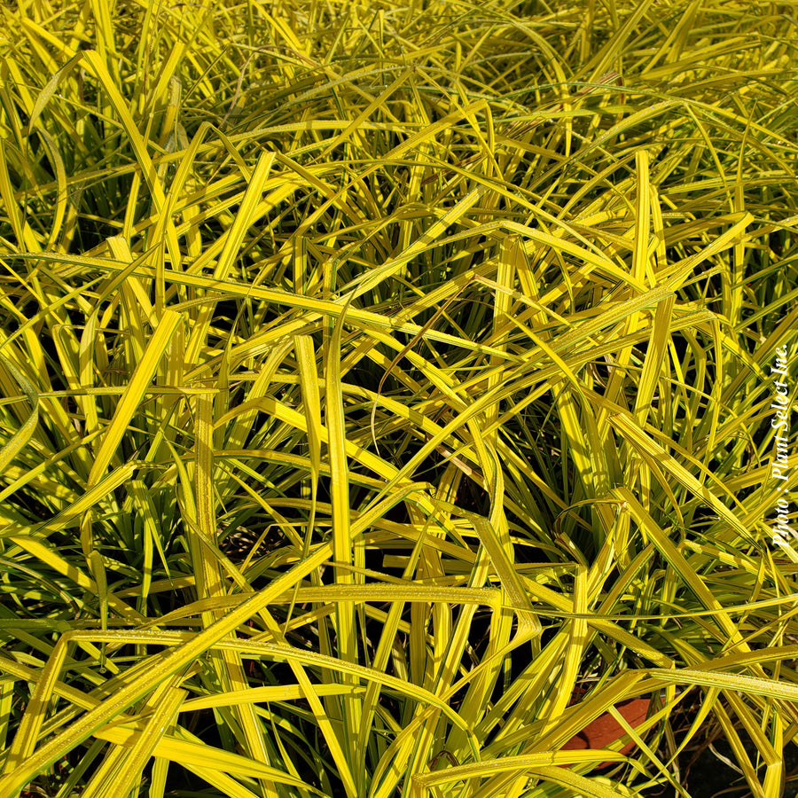 CAREX - BOWLES GOLDEN