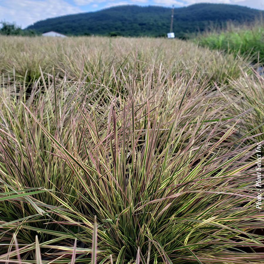 DESCHAMPSIA - NORTHERN LIGHTS
