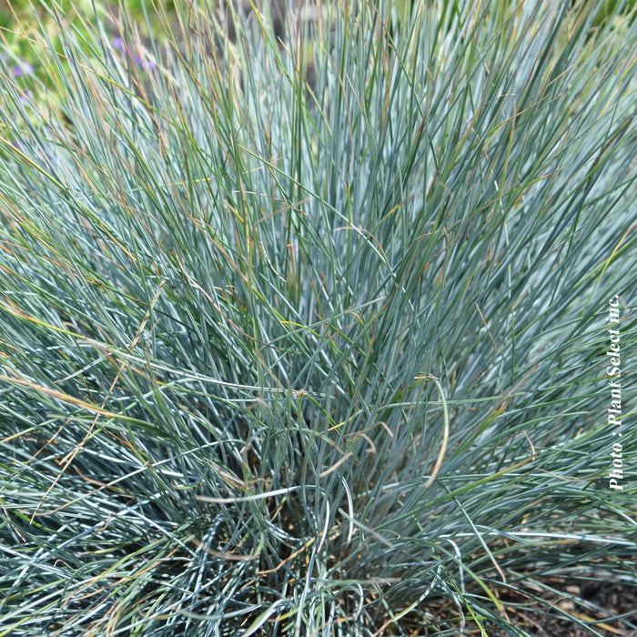 FESTUCA GLAUCA - ELIJAH BLUE