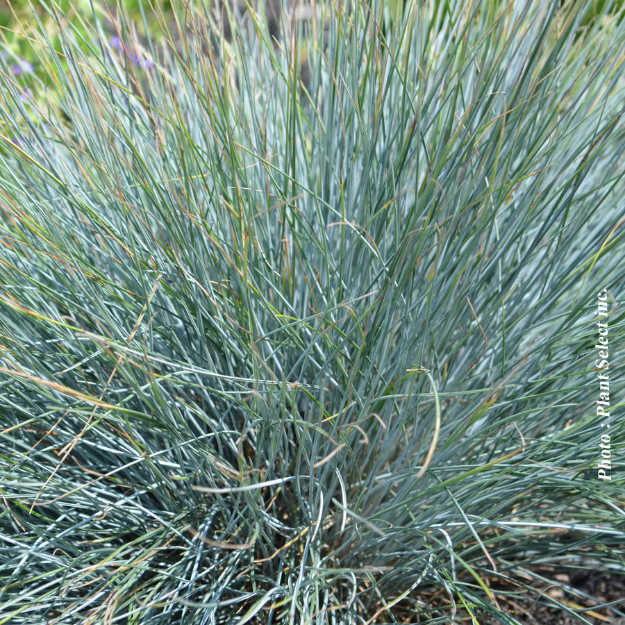 FESTUCA GLAUCA - ELIJAH BLUE