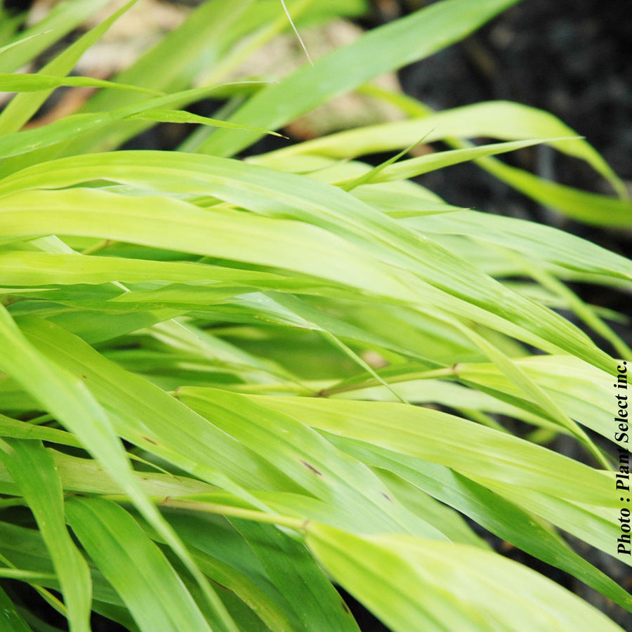HAKONECHLOA - ALL GOLD