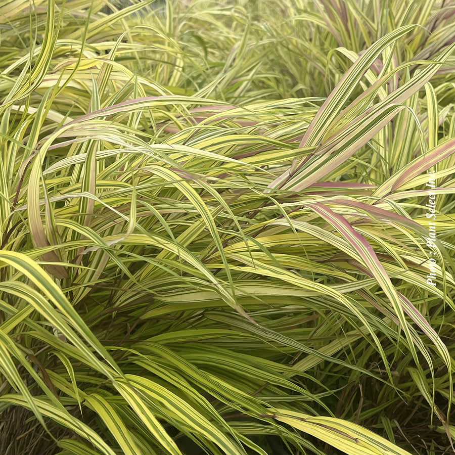 HAKONECHLOA -  AUREOLA