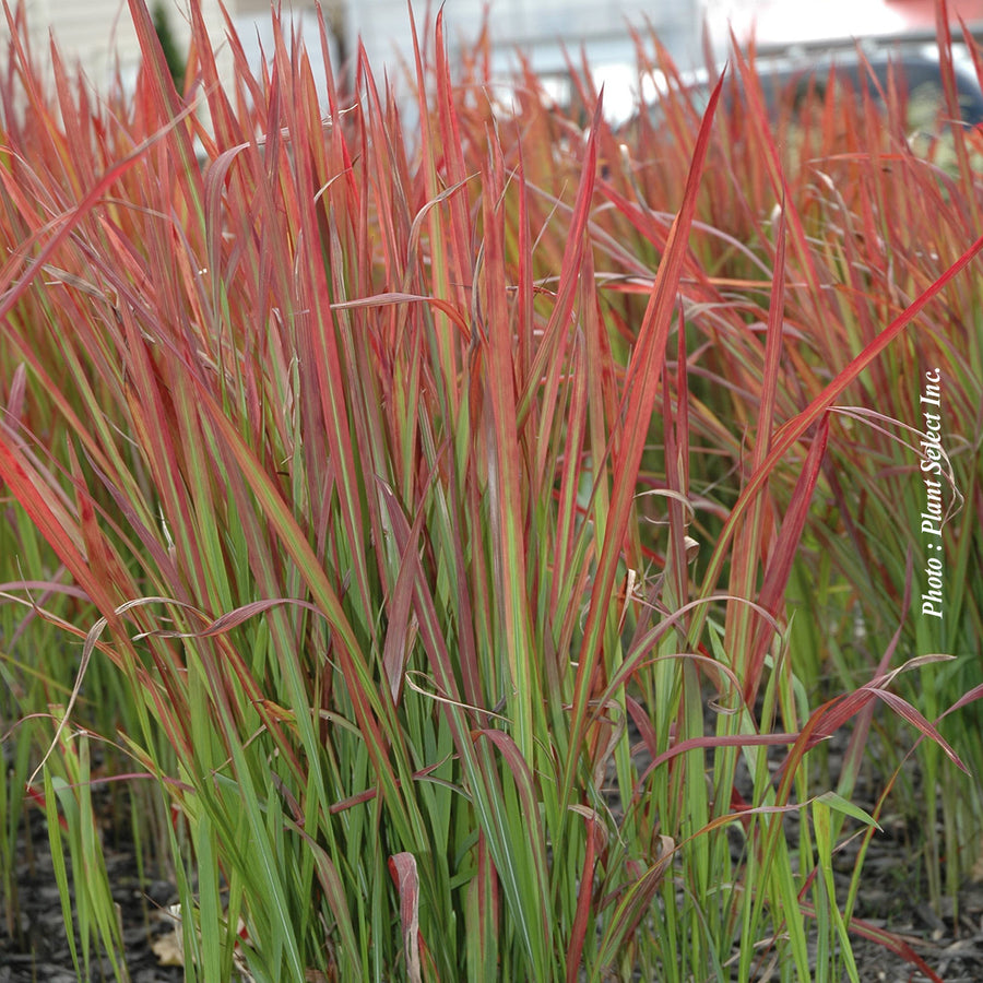 IMPERATA CYLINDRICA - RED BARON