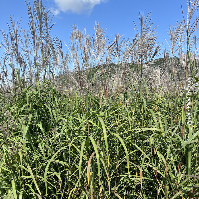 MISCANTHUS SIN. - PURPURASCENS