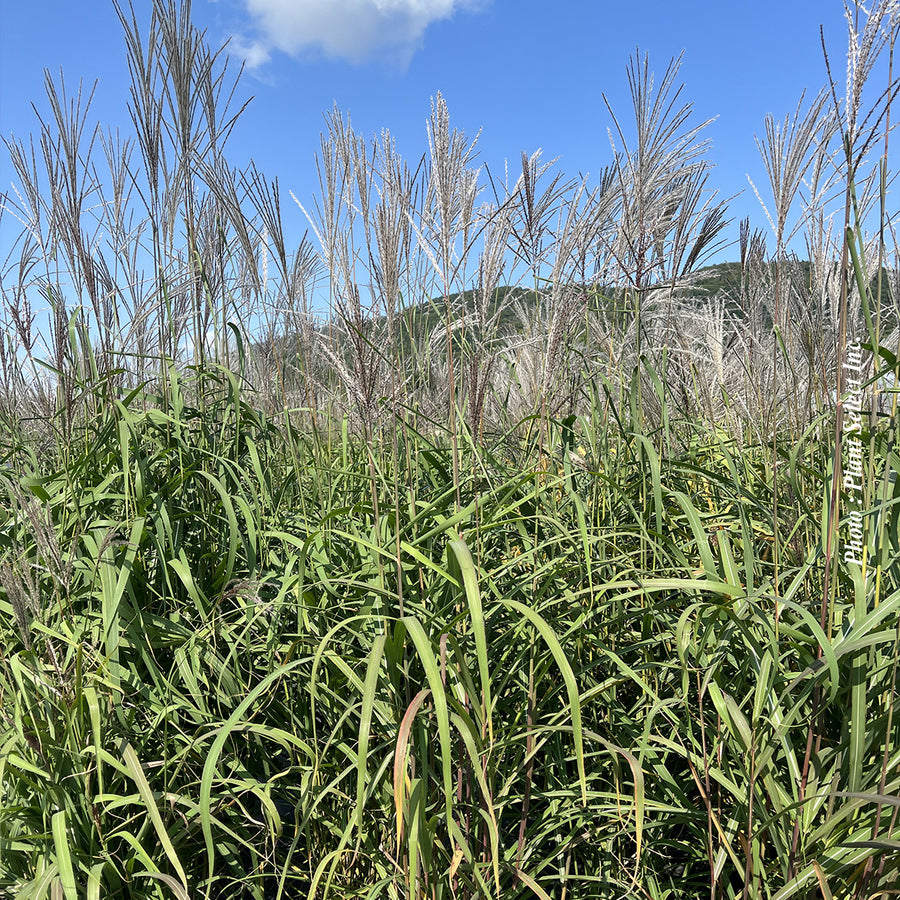 MISCANTHUS SIN. - PURPURASCENS
