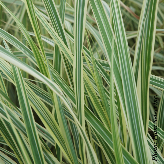 MISCANTHUS SIN. - VARIEGATUS