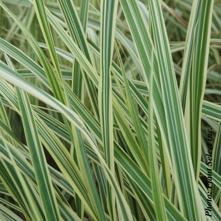 MISCANTHUS SIN. - VARIEGATUS