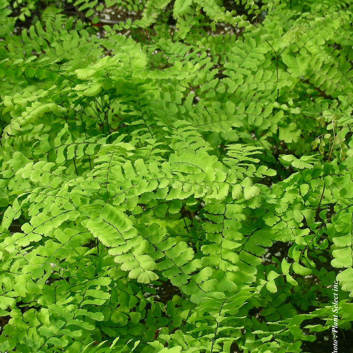 ADIANTUM PEDATUM