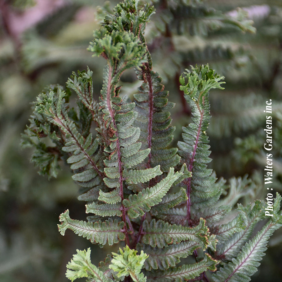ATHYRIUM - CRESTED SURF