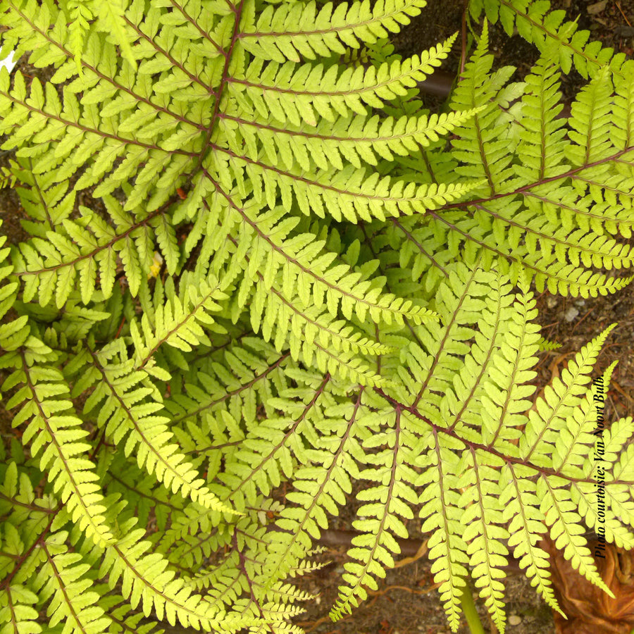 ATHYRIUM - OTOPHORUM LIMELIGHT
