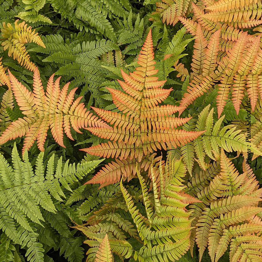 DRYOPTERIS BRILLANCE