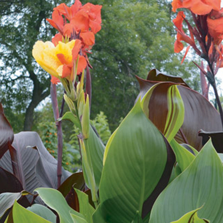 CANNA CLEOPATRA