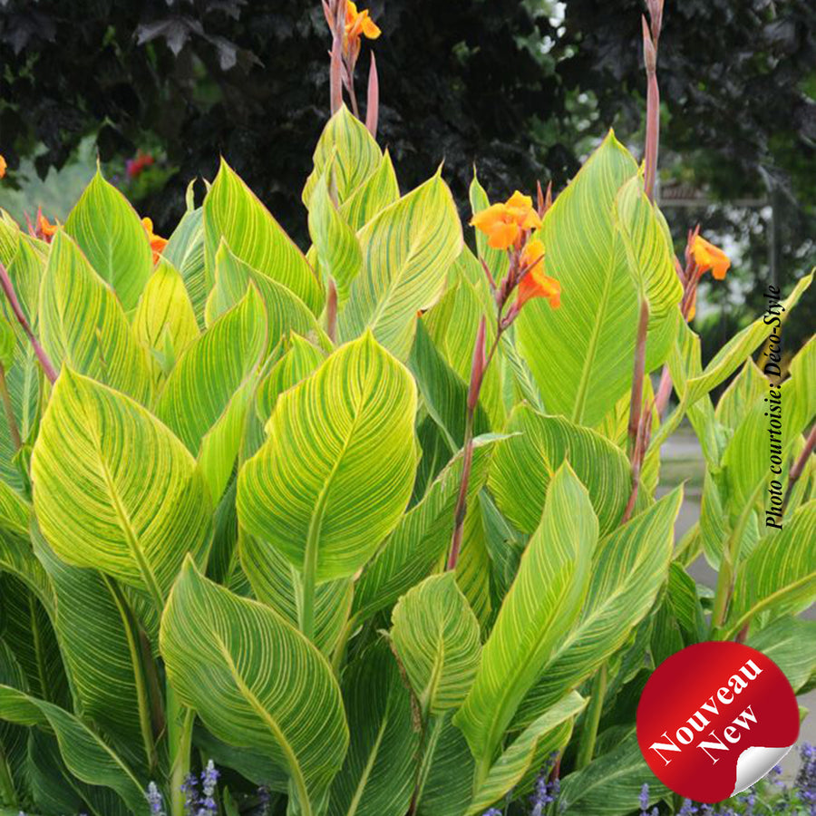 CANNA - PRETORIA