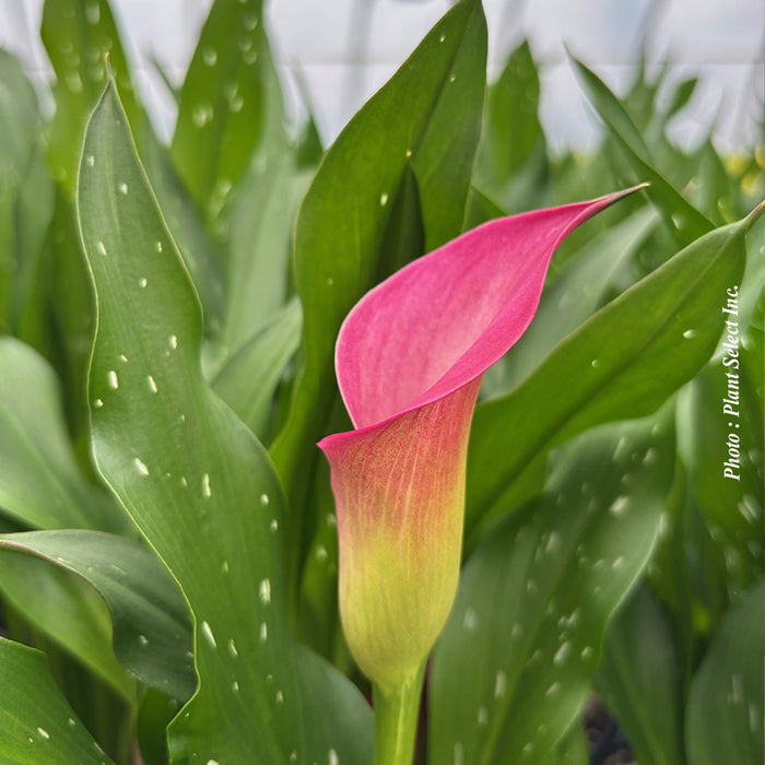 CALLA ZAZU