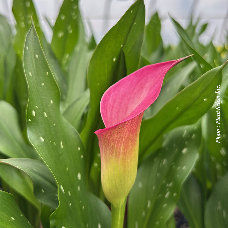 CALLA ZAZU