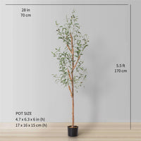 OLEA EUROPAEA – ARBEQUINA