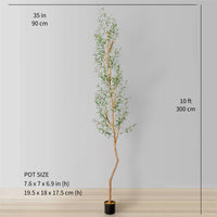 OLEA EUROPAEA – ARBEQUINA
