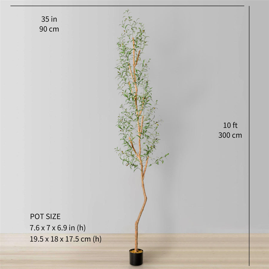 OLEA EUROPAEA – ARBEQUINA