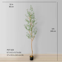 OLEA EUROPAEA – ARBEQUINA