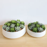 FAUX SUCCULENT SET IN WHITE LOW POT INTERIOR DECORATION