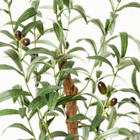 OLEA EUROPAEA – ARBEQUINA