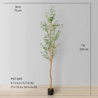 OLEA EUROPAEA – ARBEQUINA