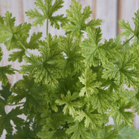 GERANIUM - CITROSA