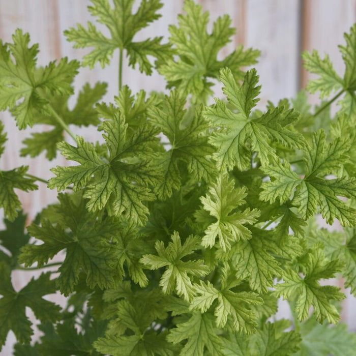 GERANIUM - CITROSA