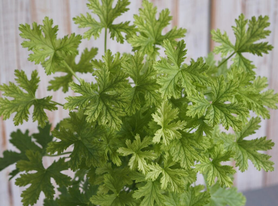 GERANIUM - CITROSA