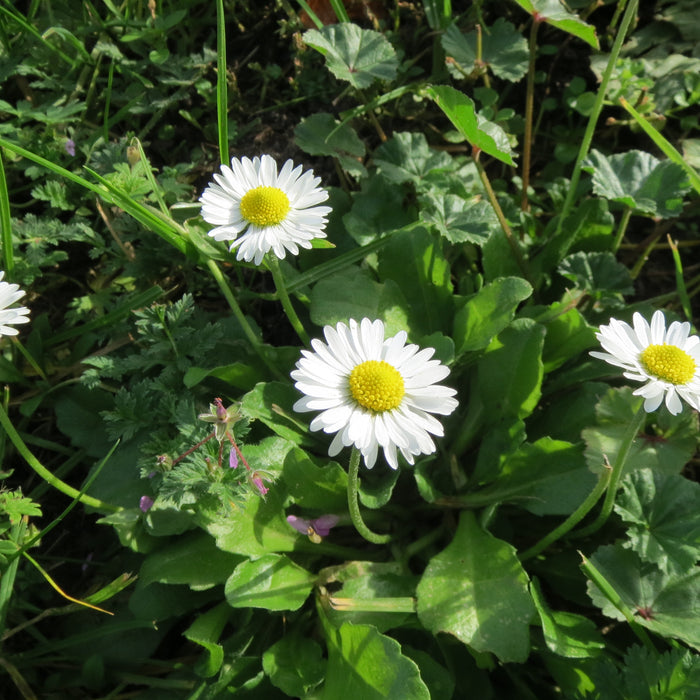 BELLIS PERENNIS